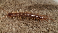 Lithobiomorpha