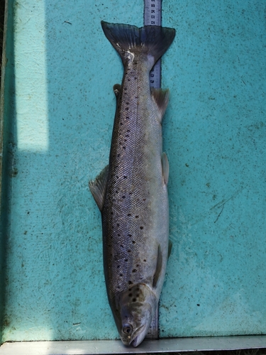 Brown Trout