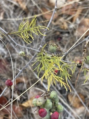 Asparagus nelsii