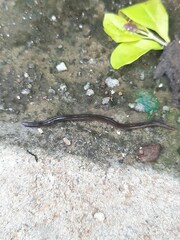 Australopacifica