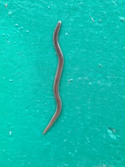Australopacifica
