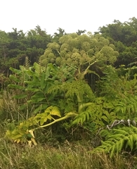 Angelica lignescens