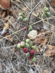 Asparagus nelsii