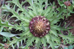 Carlina acanthifolia