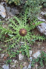 Carlina acanthifolia