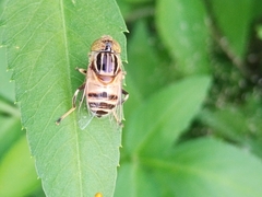 Syrphidae