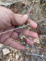 Asparagus nelsii
