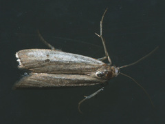 Phycitodes saxicola
