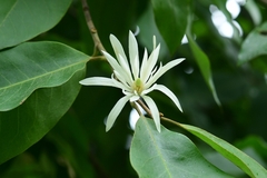 Magnolia baillonii