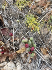 Asparagus nelsii