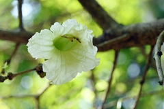 Parmentiera cereifera