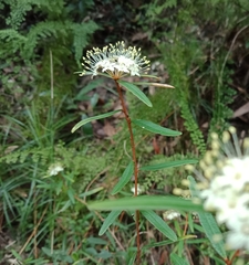 Phebalium squamulosum