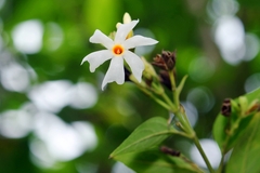 Nyctanthes arbor-tristis