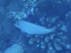 Acanthuridae