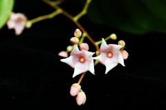 Hopea chinensis