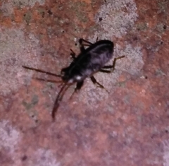 Rhyparochromidae