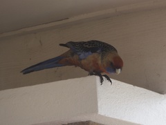 Platycercus elegans adelaidae