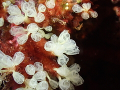 Pycnoclavella communis