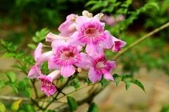 Podranea ricasoliana
