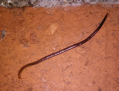 Geophilus carpophagus