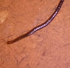 Geophilus carpophagus