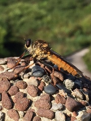Cophinopoda