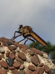Cophinopoda