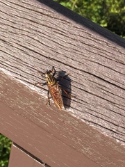 Cophinopoda