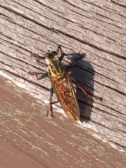 Cophinopoda
