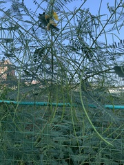 Sesbania cannabina