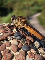Cophinopoda