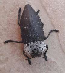 Capnodis tenebrionis