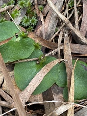 Corybas recurvus