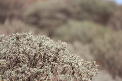 Acanthiza uropygialis