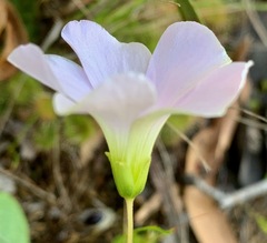 Oxalis incarnata
