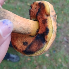 Cyanoboletus pulverulentus
