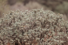 Acanthiza uropygialis