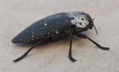 Capnodis tenebrionis