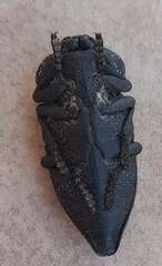 Capnodis tenebrionis