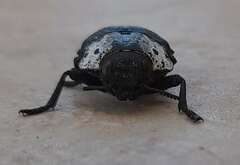 Capnodis tenebrionis