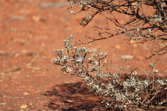 Acanthiza uropygialis