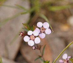 Euryomyrtus ramosissima