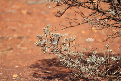 Acanthiza uropygialis