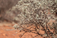 Acanthiza uropygialis