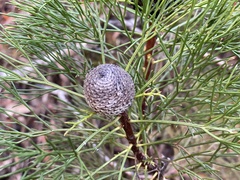 Isopogon anethifolius