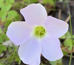 Oxalis incarnata