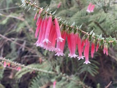 Epacris longiflora