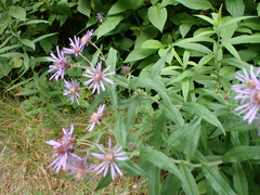 Canadanthus modestus