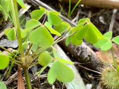 Oxalis incarnata