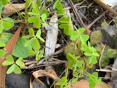 Oxalis incarnata